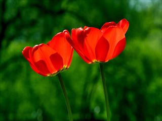 spring-739215_640_R